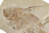 Cretaceous Fossil Fish (Nematonotus) - Hjoula, Lebanon #200767-3